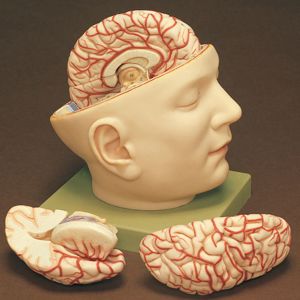 Somso® Base Of Human Head Model