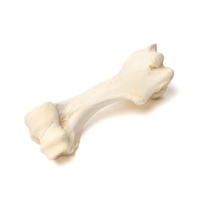 Mammalian Humerus Mammalian Humerus