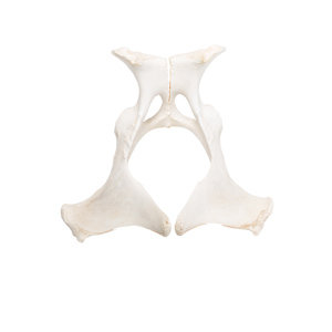 Horse Pelvis