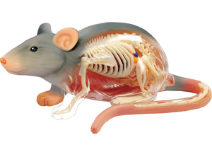 4D Vision Animal Rat (Full Skeleton) 4D Vision Animal Rat (Full Skeleton)