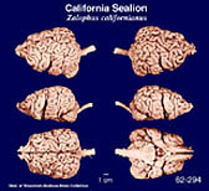 Brain Biodiversity Bank Atlases California Sealion Brain Biodiversity Bank Atlases California Sealion