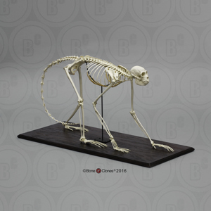 Black Spider Monkey Skeleton, Articulated Black Spider Monkey Skeleton, Articulated