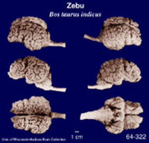 Brain Biodiversity Bank Atlases Zebu (Bos Taurus Indicus)