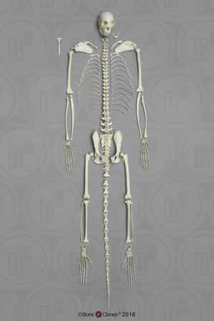 Black Spider Monkey Skeleton, Disarticulated Black Spider Monkey Skeleton, Disarticulated