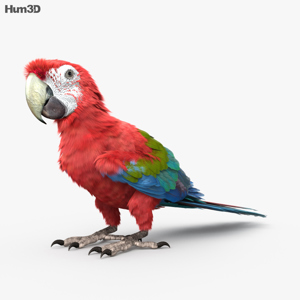 Red And Green Macaw 3D Model