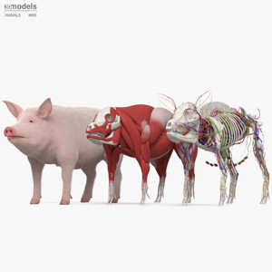 Complete Pig Anatomy 3D Model