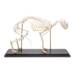 Cat Skeleton (Felis Catus), Specimen Cat Skeleton (Felis Catus), Specimen
