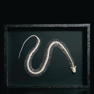 Ward's® Snake Skeleton Ward's® Snake Skeleton