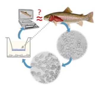 Illustration of the SPHERTOX project