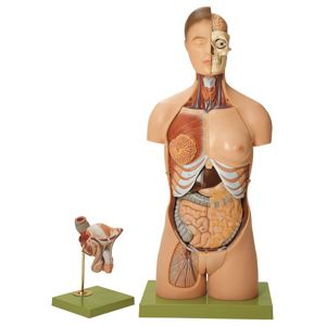 Somso® Human Male And Female Torso Model, 20 Parts (1) Somso® Human Male And Female Torso Model, 20 Parts (1)
