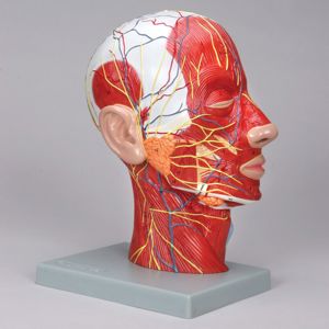 Altay Human Half Head Model, Life Size (1)