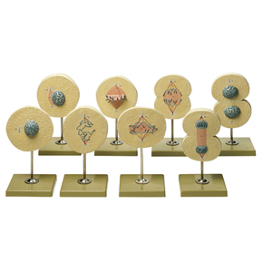 Division Of The Cell Division Of The Cell