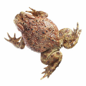 Zos 1013 Common Toadsomso Female, Bufo B. Bufo, Natural Size, In SOMSO PLAST®.