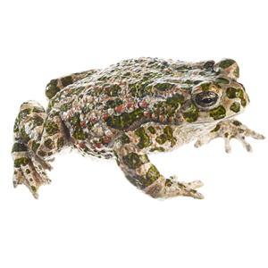 Green Toad, Female