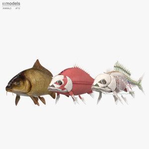 Complete Fish Anatomy 3D Model