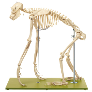 Skeleton Of A Chimpanzee