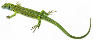 Green Lizard, Female (Half Grown) Green Lizard, Female (Half Grown)
