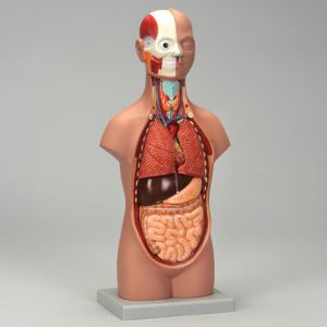 Altay Human Miniature Torso Model