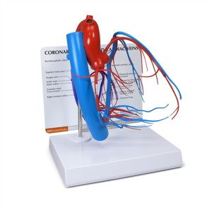 Coronary Arteries And Cardiac Veins By GPI Anatomicals Coronary Arteries And Cardiac Veins By GPI Anatomicals