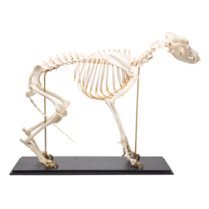 Dog Skeleton, Size M