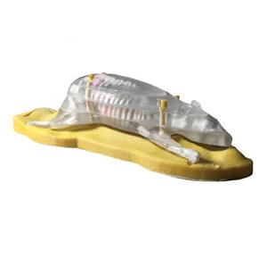 Sectional Mouse Phantom For X Ray And CT Scan Sectional Mouse Phantom For X Ray And CT Scan