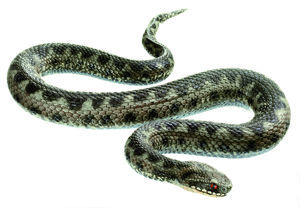 Common Viper, Adult Male