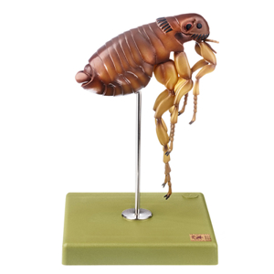 CAT FLEA