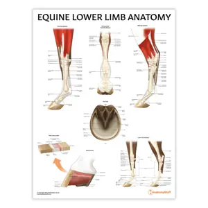 Equine Lower Limb Anatomy Chart : Poster