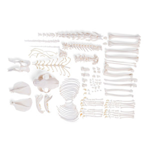 Cat Skeleton (Felis Catus), Disarticulated Cat Skeleton (Felis Catus), Disarticulated