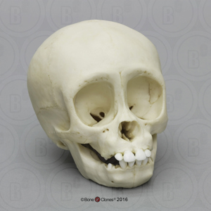 Gorilla Infant Skull