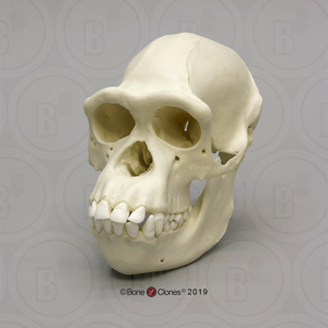 Chimpanzee Skull, Female (1)