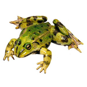 EDIBLE FROG, MALE