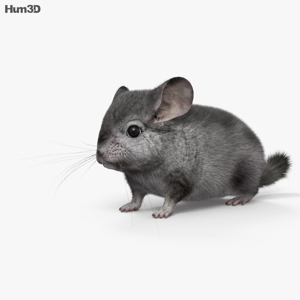 Chinchilla 3D Model