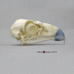 Northern Crested Caracara Skull