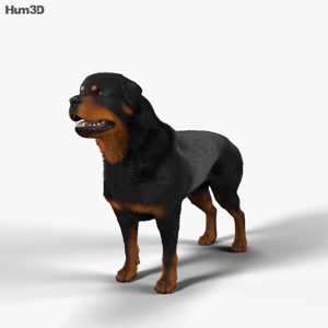 Rottweiler 3D Model (1) Rottweiler 3D Model (1)