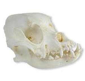 Skull Of Domestic Dog, Boxer (Canis Familiaris) Skull Of Domestic Dog, Boxer (Canis Familiaris)