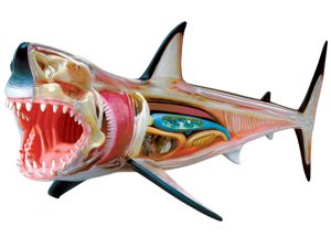 4D Vision Animal Great White Shark 4D Vision Animal Great White Shark
