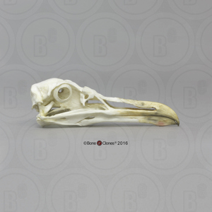Glaucous Gull Skull Glaucous Gull Skull