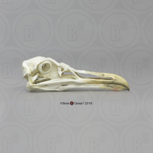 Glaucous Gull Skull