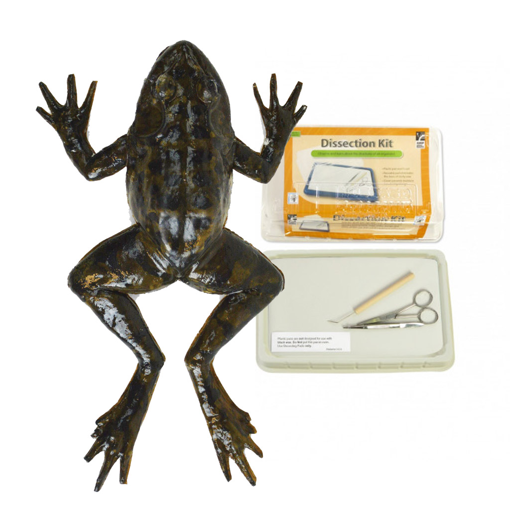 virtual frog dissection surgery