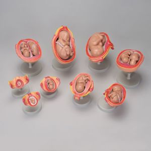 Altay® Human Fetal Development Model Set