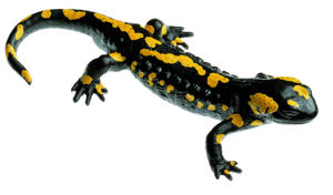 Spotted Fire Salamander, Male