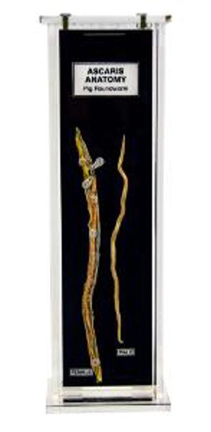 Ascaris (Pig Roundworm) Anatomy Museum Mount Ascaris (Pig Roundworm) Anatomy Museum Mount