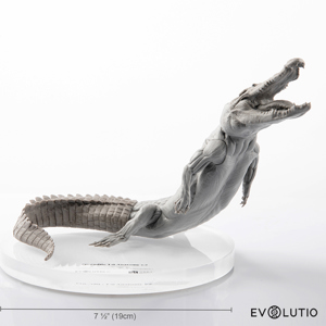 Crocodile Anatomical Figure 1 8 Scale