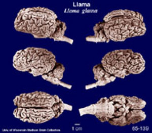 Brain Biodiversity Bank Atlases Llama Brain Biodiversity Bank Atlases Llama