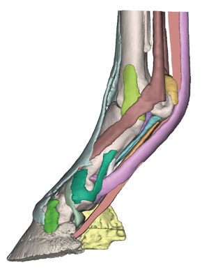 Foot Of The Horse As A Model Model 3