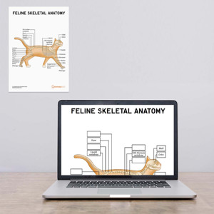 Feline Skeletal Anatomy Poster : Worksheet (Interactive & Printable PDF)
