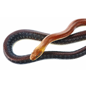AESCULAPIAN SNAKE VARIANT WITH LIGHT BROWN FRONT OF THE BODY, MALE AESCULAPIAN SNAKE VARIANT WITH LIGHT BROWN FRONT OF THE BODY, MALE