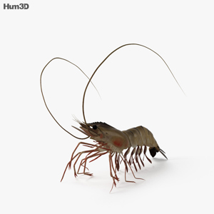 Shrimp 3D Model