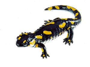 Spotted Fire Salamander, Female